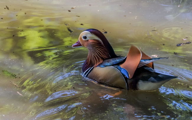 Обои картинки фото животные, утки, утка