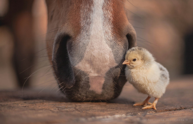 Обои картинки фото циплёнок и лошадь, животные, разные вместе, разные, вместе