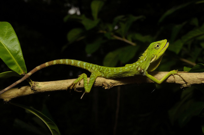 Обои картинки фото животные, Ящерицы,  игуаны,  вараны, ящерка