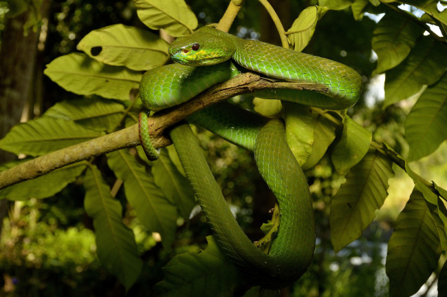 Обои картинки фото животные, змеи,  питоны,  кобры, змейка