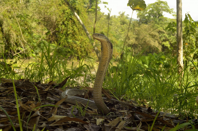 Обои картинки фото животные, змеи,  питоны,  кобры, змейка