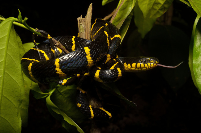 Обои картинки фото животные, змеи,  питоны,  кобры, змейка