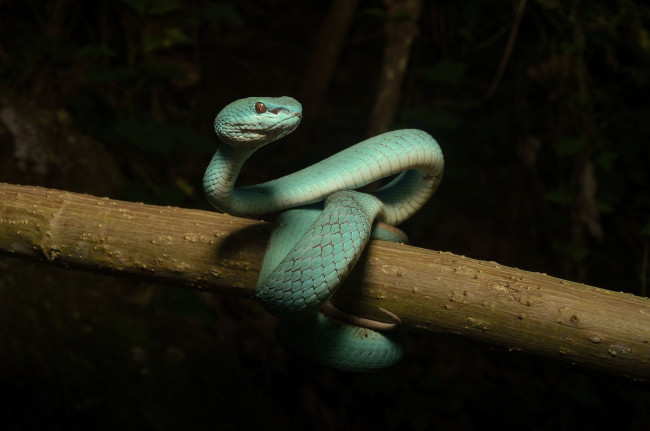 Обои картинки фото животные, змеи,  питоны,  кобры, змейка