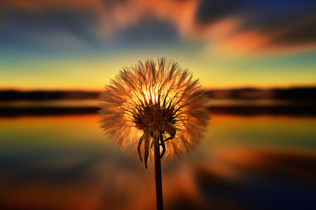 Обои картинки фото одуванчик, разное, компьютерный дизайн, одуванчики