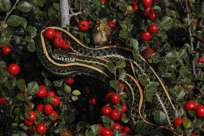Обои картинки фото животные, змеи,  питоны,  кобры, змейка