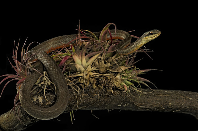 Обои картинки фото животные, змеи,  питоны,  кобры, змейка
