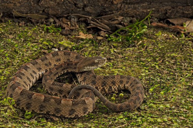 Обои картинки фото животные, змеи,  питоны,  кобры, змейка