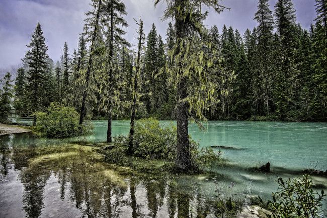 Обои картинки фото природа, реки, озера, лес, река