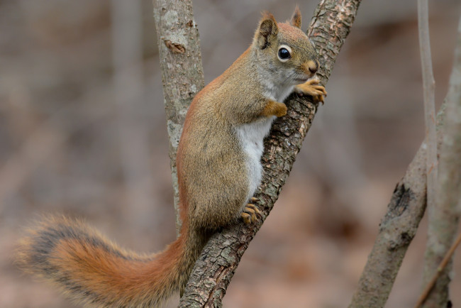 Обои картинки фото животные, белки, белка