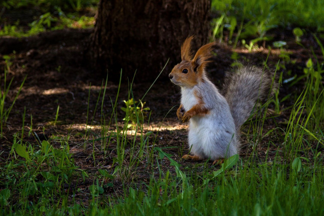 Обои картинки фото животные, белки, белка
