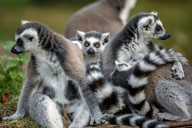 Обои картинки фото животные, лемуры, лемур