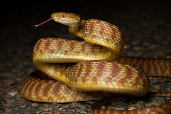 Обои картинки фото животные, змеи,  питоны,  кобры, змейка