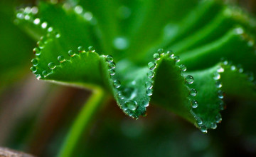 Картинка природа листья макро лист капли