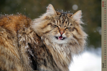 Картинка календари животные кошка взгляд