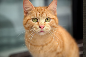 обоя календари, животные, взгляд, кошка