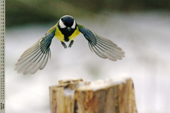 Картинка календари животные полет птица синица