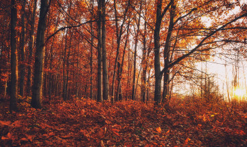 Картинка природа лес осень краски