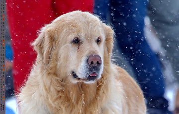 обоя календари, животные, взгляд, собака