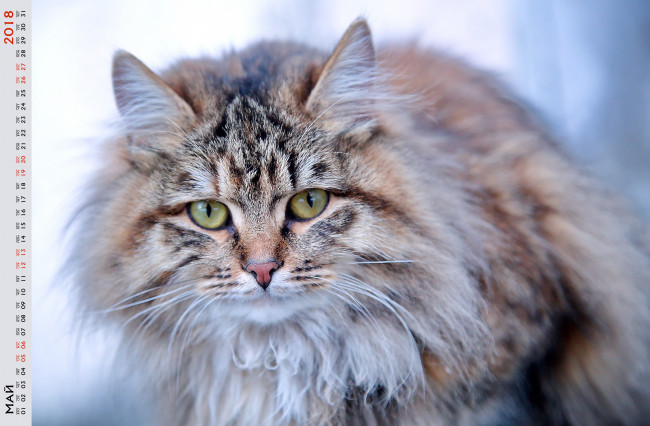 Обои картинки фото календари, животные, кошка, взгляд