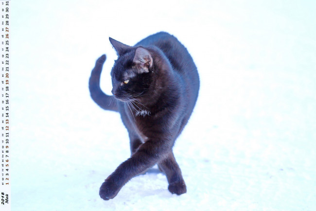 Обои картинки фото календари, животные, кошка