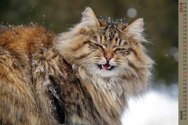 Обои картинки фото календари, животные, кошка, взгляд