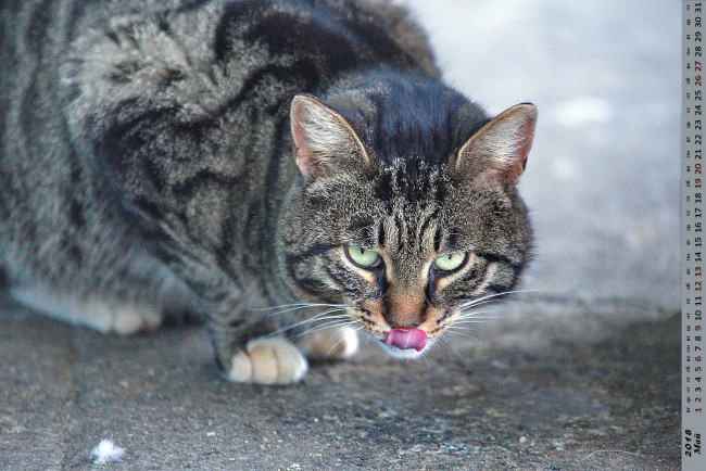 Обои картинки фото календари, животные, взгляд, кошка