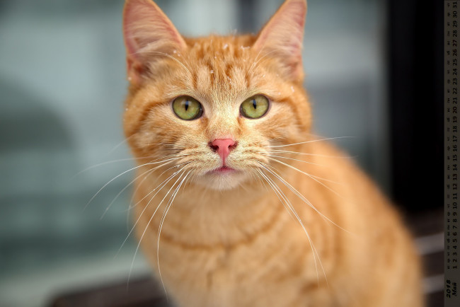 Обои картинки фото календари, животные, взгляд, кошка