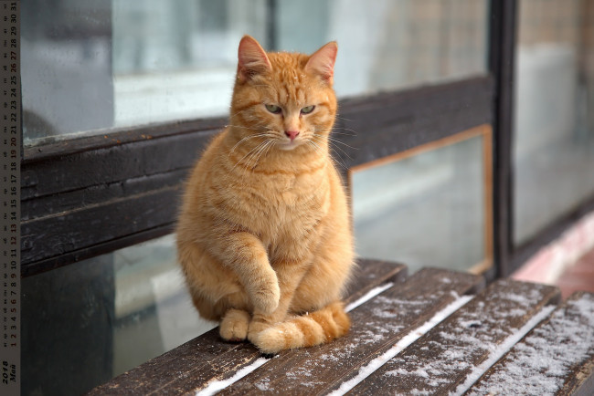 Обои картинки фото календари, животные, взгляд, кошка