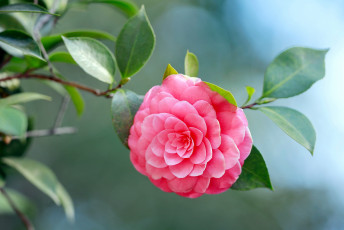 Картинка цветы камелии розовый
