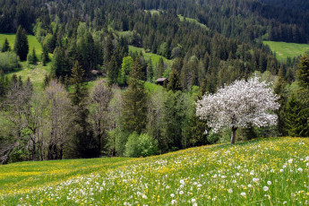 Картинка природа луга трава луг цветы одуванчики