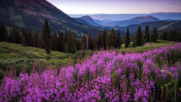 Картинка природа луга трава луг цветы кипрей