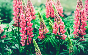 Картинка цветы люпин природа розовые