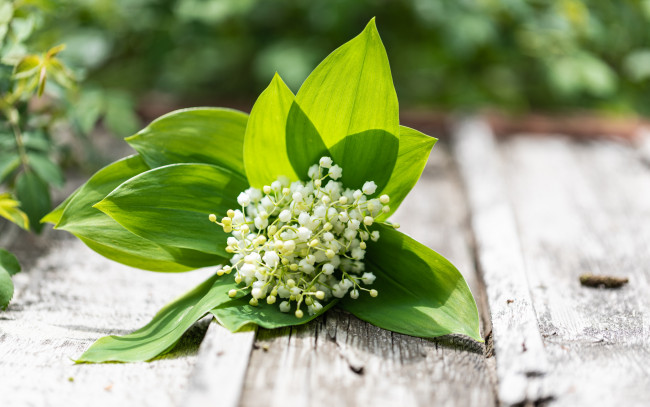 Обои картинки фото цветы, ландыши, букет, весна