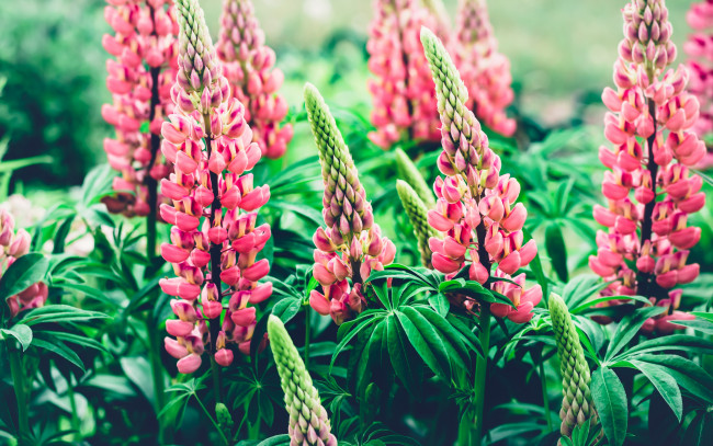 Обои картинки фото цветы, люпин, природа, розовые