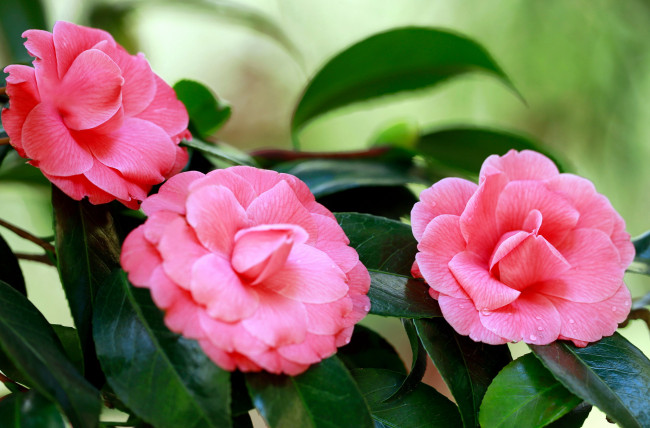 Обои картинки фото цветы, камелии, розовый