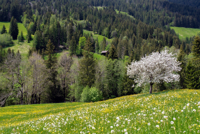 Обои картинки фото природа, луга, трава, луг, цветы, одуванчики