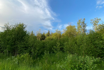 Картинка природа пейзажи лето зелень небо деревья кустарники трава красота