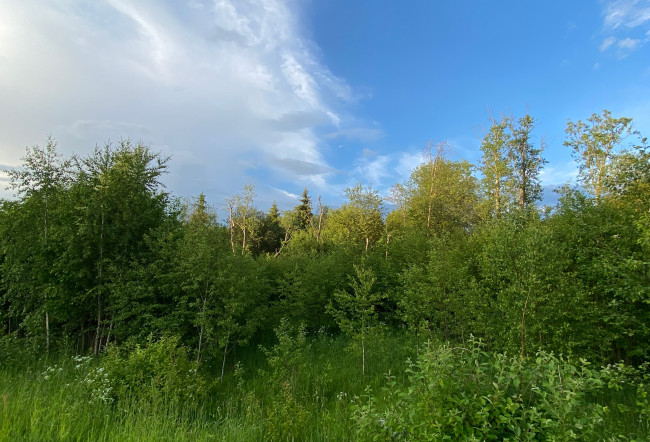 Обои картинки фото природа, пейзажи, лето, зелень, небо, деревья, кустарники, трава, красота