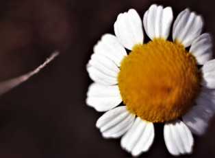 Картинка цветы ромашки ромашка