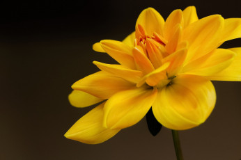 Картинка цветы желтый