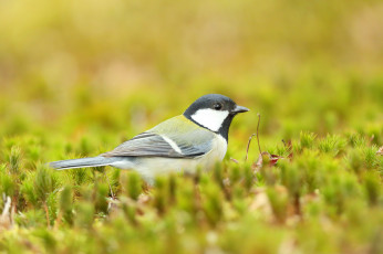 Картинка животные синицы +лазоревки птица