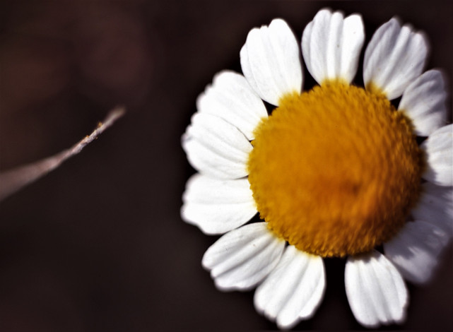 Обои картинки фото цветы, ромашки, ромашка