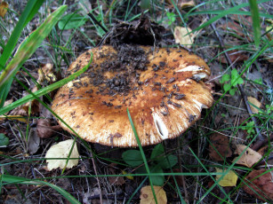 Картинка природа грибы шляпка макро