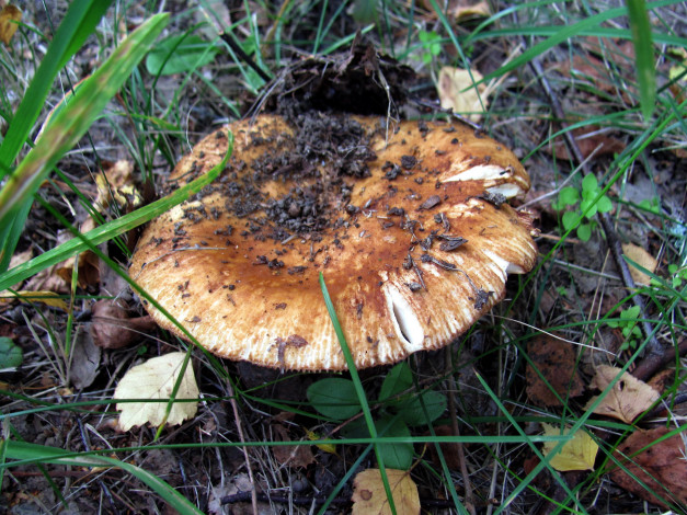 Обои картинки фото природа, грибы, шляпка, макро