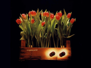 Картинка цветы тюльпаны