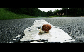 Картинка животные улитки