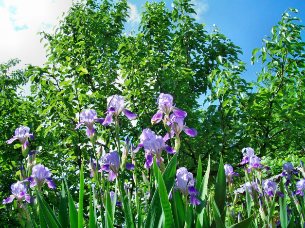Обои картинки фото цветы, ирисы