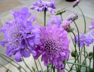 Картинка цветы скабиоза сиреневый