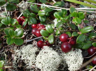 Картинка природа Ягоды мох брусника ягода травинки осень