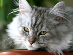 Картинка животные коты взгляд пушистый